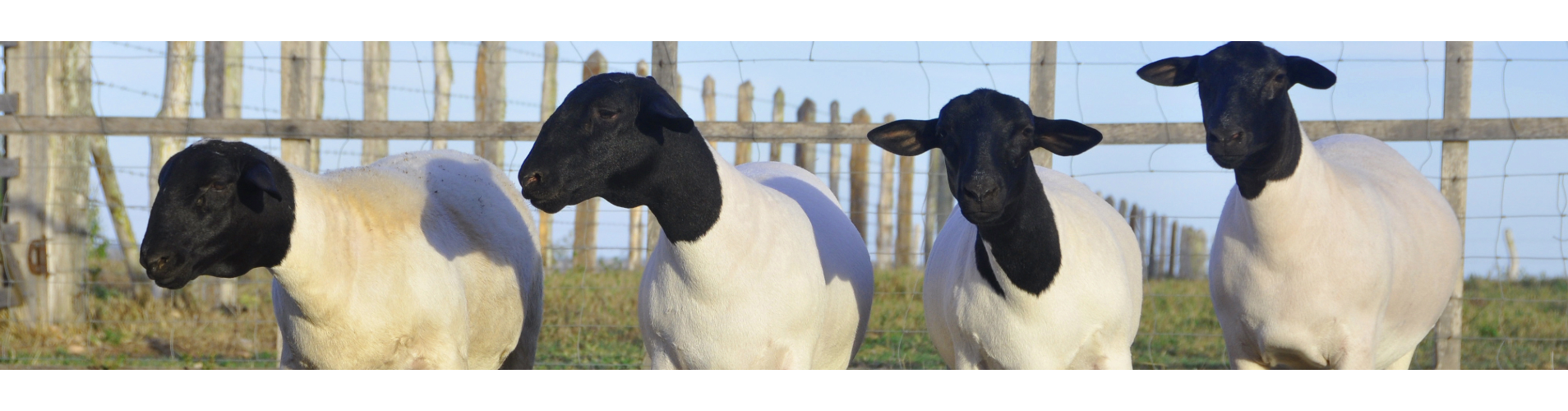 Sheep and Goats
